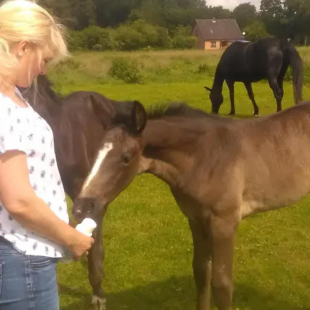 Appartamento Sueltemeier 1 Trebel